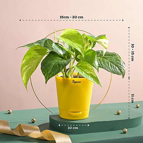 Ugaoo Money Plant Variegated - With Self Watering Pot, 1 pc  