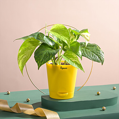 Ugaoo Money Plant Variegated - With Self Watering Pot, 1 pc  