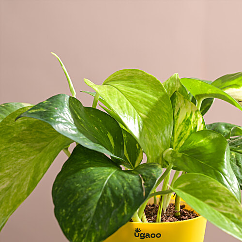 Ugaoo Money Plant Variegated - With Self Watering Pot, 1 pc  