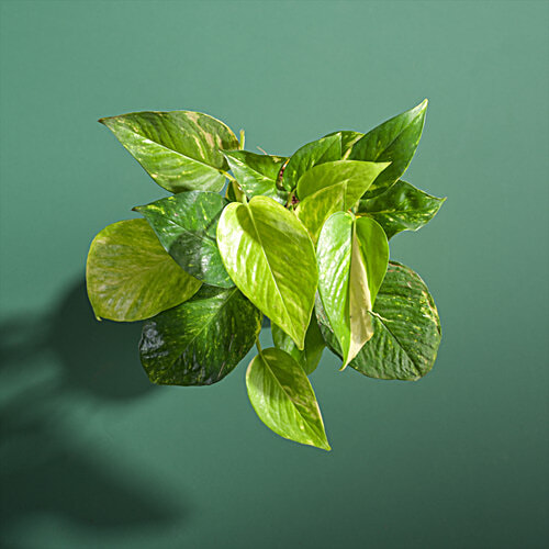 Ugaoo Money Plant Variegated - With Self Watering Pot, 1 pc  