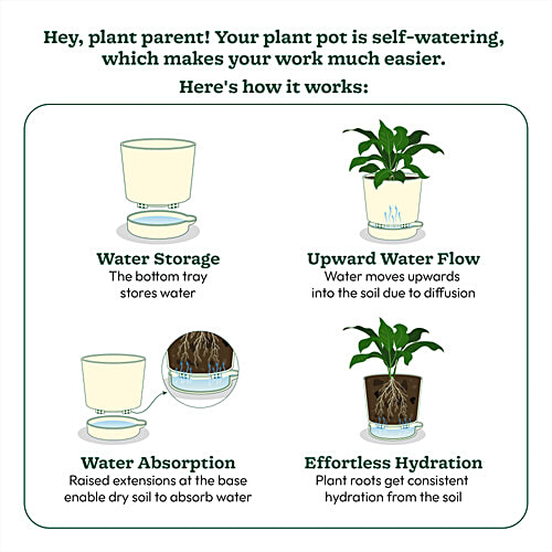 Ugaoo Money Plant Variegated - With Self Watering Pot, 1 pc  