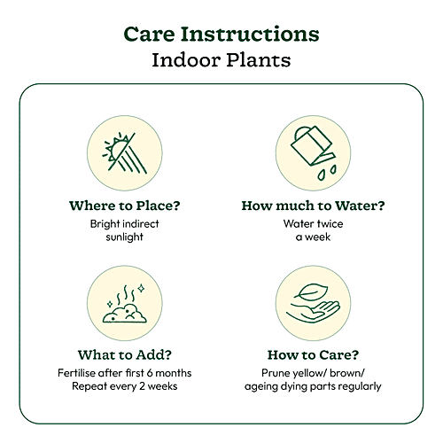 Ugaoo Money Plant Variegated - With Self Watering Pot, 1 pc  