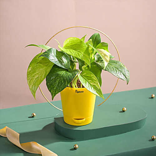 Ugaoo Money Plant Variegated - With Self Watering Pot, 1 pc  