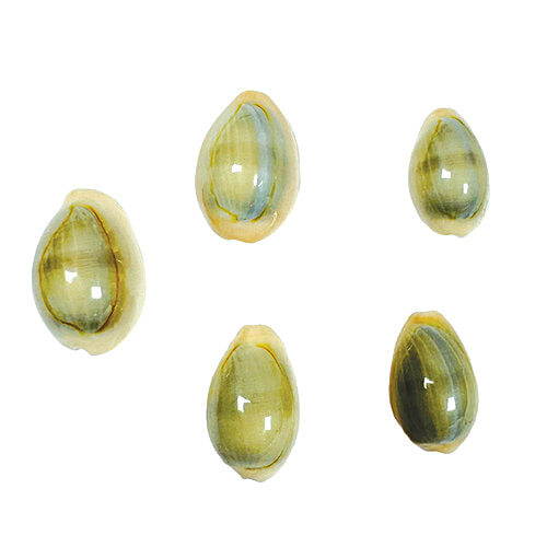 Mangal Bhavan Puja Kaudi Set, 5 Pcs