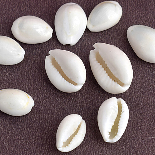 Satvik Satvik White Cowrie/Cowry/Kouri/Kaudi/Kori Seashell For Puja & Multi-Purpose Use, 11 pcs  