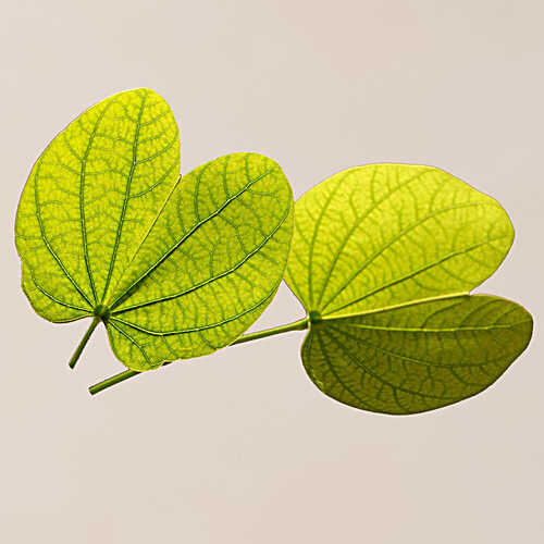 fresho! Kanchan Leaves, 50 g  