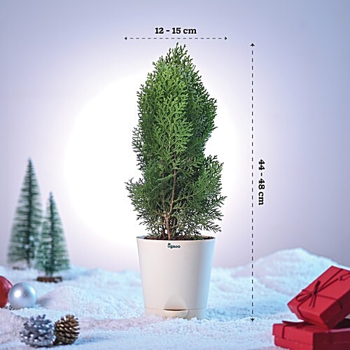 Ugaoo Thuja Plant In Ivory Self-Watering Pot, 1 pc  44-48 cm x 12-15 cm