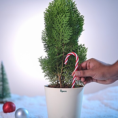 Ugaoo Thuja Plant In Ivory Self-Watering Pot, 1 pc  44-48 cm x 12-15 cm