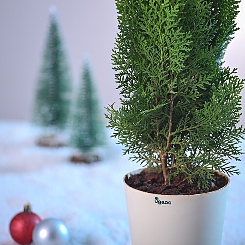 Ugaoo Thuja Plant In Ivory Self-Watering Pot, 1 pc  44-48 cm x 12-15 cm
