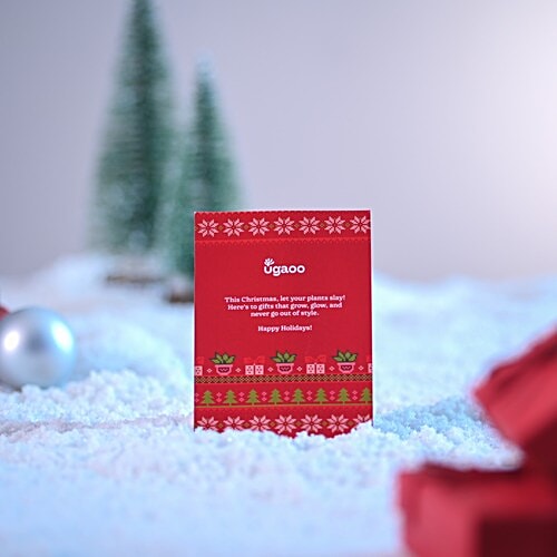 Ugaoo Thuja Plant In Ivory Self-Watering Pot, 1 pc  44-48 cm x 12-15 cm