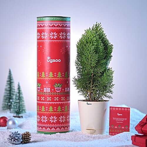 Ugaoo Thuja Plant In Ivory Self-Watering Pot, 1 pc  44-48 cm x 12-15 cm
