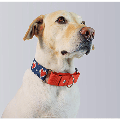 Dog-O-Bow "Hearty" Blue Martingale Collar, 1 pc (Size - L) 