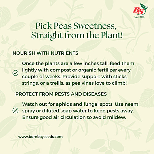 Bombay Seeds Peas Seeds, 10 g