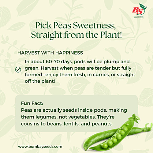 Bombay Seeds Peas Seeds, 10 g