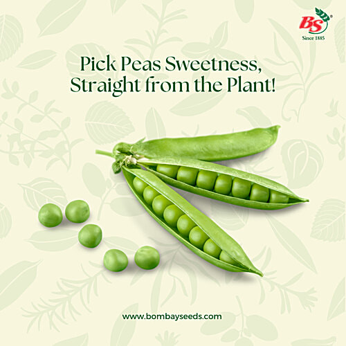 Bombay Seeds Peas Seeds, 10 g