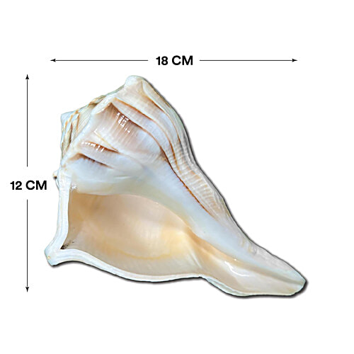 Pujashree Dakshinavarti Shankh, 1 pc