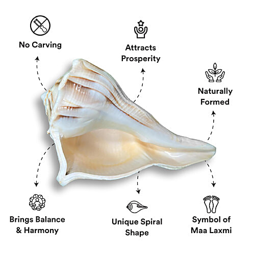 Pujashree Dakshinavarti Shankh, 1 pc