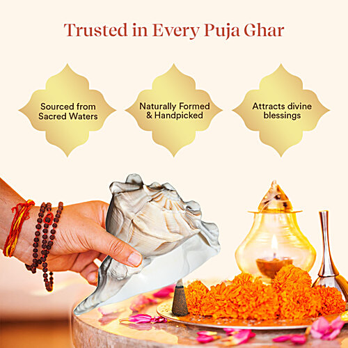 Pujashree Dakshinavarti Shankh, 1 pc