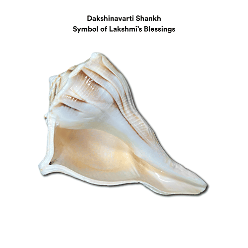 Pujashree Dakshinavarti Shankh, 1 pc