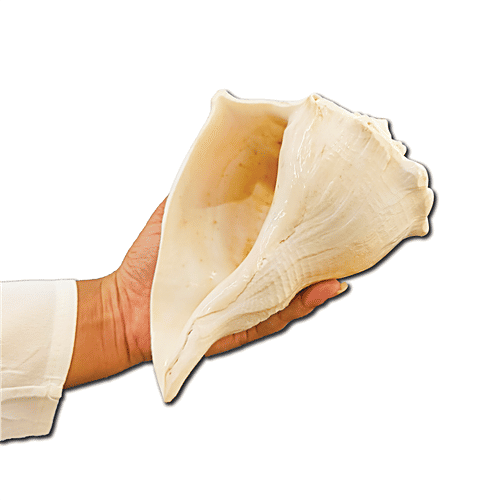 Pujashree Dakshinavarti Shankh, 1 pc