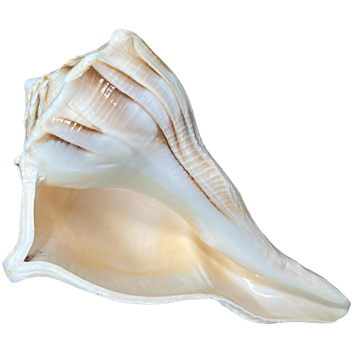 Pujashree Dakshinavarti Shankh, 1 pc