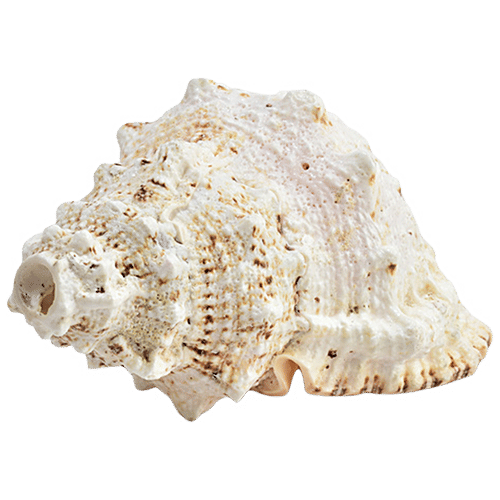 Pujashree Laxmi Shankh, 1 pc