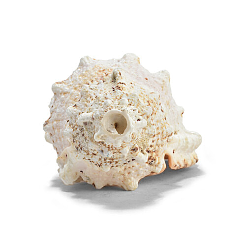 Pujashree Laxmi Shankh, 1 pc