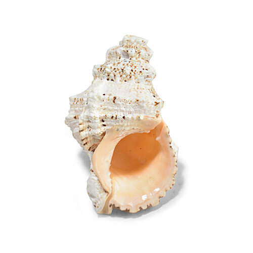 Pujashree Laxmi Shankh, 1 pc