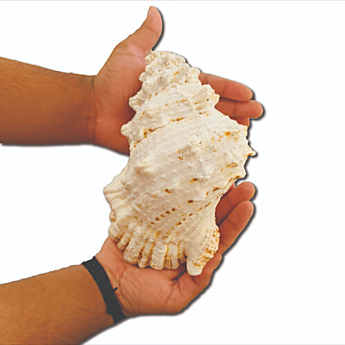 Pujashree Laxmi Shankh, 1 pc