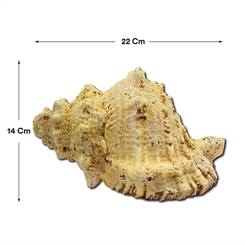 Pujashree Laxmi Shankh, 1 pc