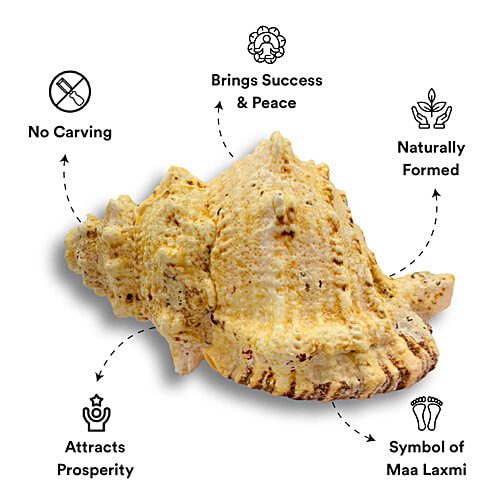 Pujashree Laxmi Shankh, 1 pc
