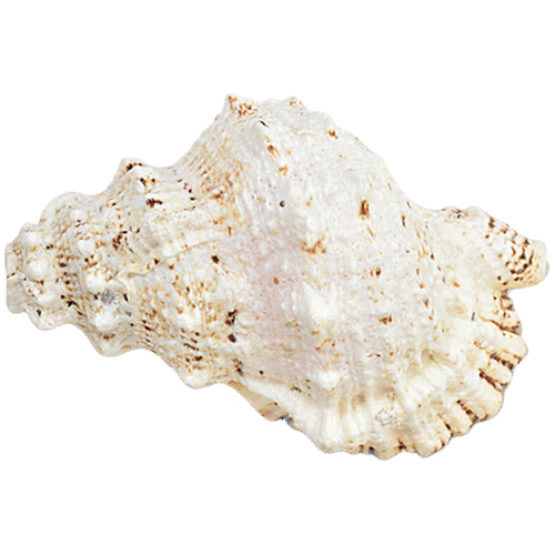 Pujashree Laxmi Shankh, 1 pc