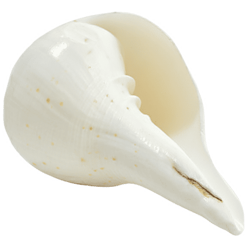 Pujashree Blowing Shankh - Medium, 1 pc  