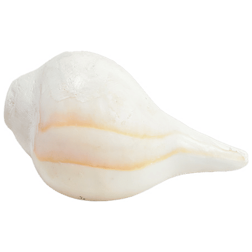 Pujashree Blowing Shankh - Medium, 1 pc  