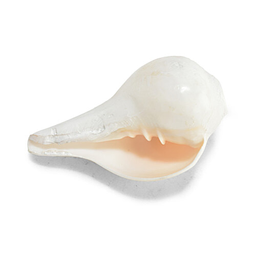Pujashree Blowing Shankh - Medium, 1 pc  