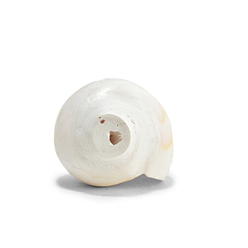 Pujashree Blowing Shankh - Medium, 1 pc  