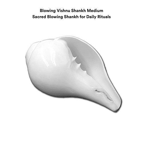 Pujashree Blowing Shankh - Medium, 1 pc  