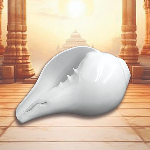Pujashree Blowing Shankh - Medium, 1 pc  