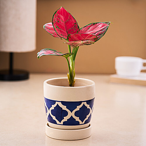 bb home Earth Handcrafted Small Planter With Tray - Moroccan Charm Bloom, Hand-Painted, 1 pc