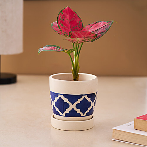 bb home Earth Handcrafted Small Planter With Tray - Moroccan Charm Bloom, Hand-Painted, 1 pc