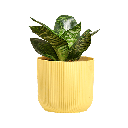 Ugaoo Snake Green Plant With Yellow Ibiza Pot, 1 pc