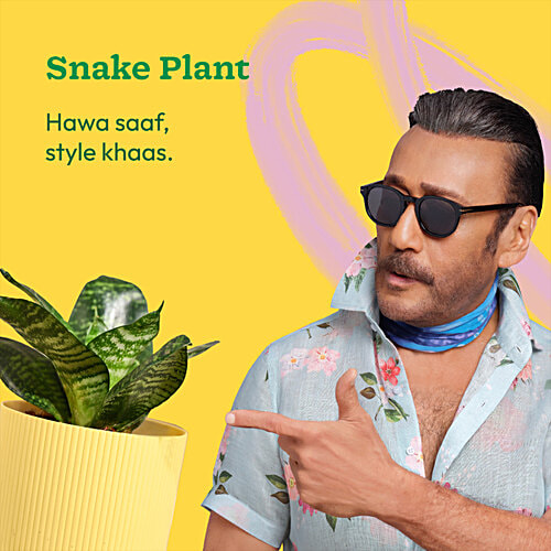 Ugaoo Snake Green Plant With Yellow Ibiza Pot, 1 pc