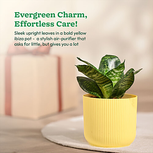 Ugaoo Snake Green Plant With Yellow Ibiza Pot, 1 pc