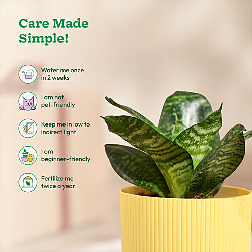 Ugaoo Snake Green Plant With Yellow Ibiza Pot, 1 pc