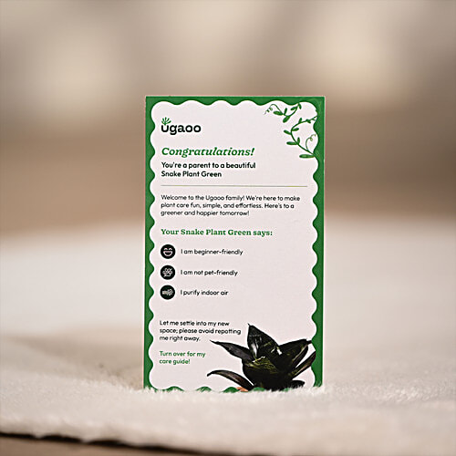 Ugaoo Snake Green Plant With Yellow Ibiza Pot, 1 pc