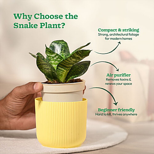 Ugaoo Snake Green Plant With Yellow Ibiza Pot, 1 pc