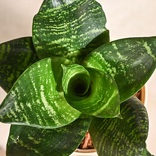 Ugaoo Snake Green Plant With Yellow Ibiza Pot, 1 pc