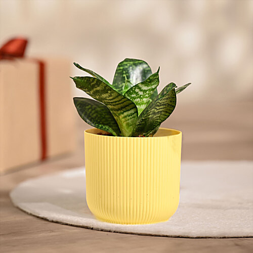 Ugaoo Snake Green Plant With Yellow Ibiza Pot, 1 pc