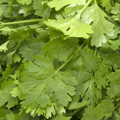 Fresho Coriander Leaves - Organically Grown, 100 g  