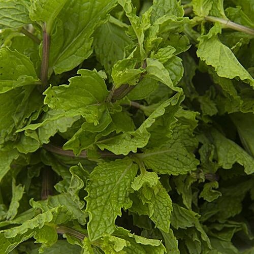 Fresho Mint - Organically Grown, 100 g  